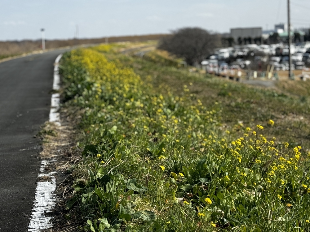 のんびりを満喫　荒川支流ラン24キロ　高坂駅〜南古谷駅の写真9
