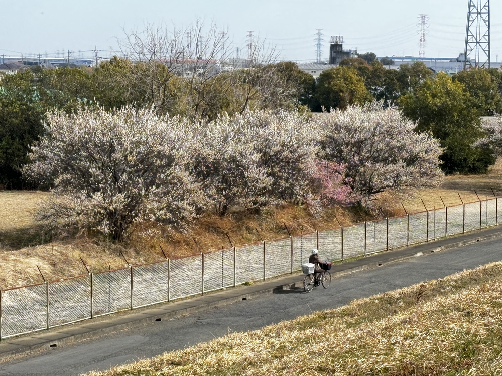 のんびりを満喫　荒川支流ラン24キロ　高坂駅〜南古谷駅の写真10