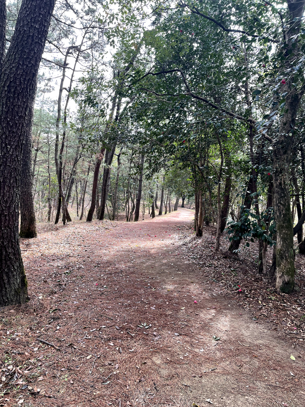 自然を満喫できて距離も自由に設定できる海岸沿いのコースの写真10