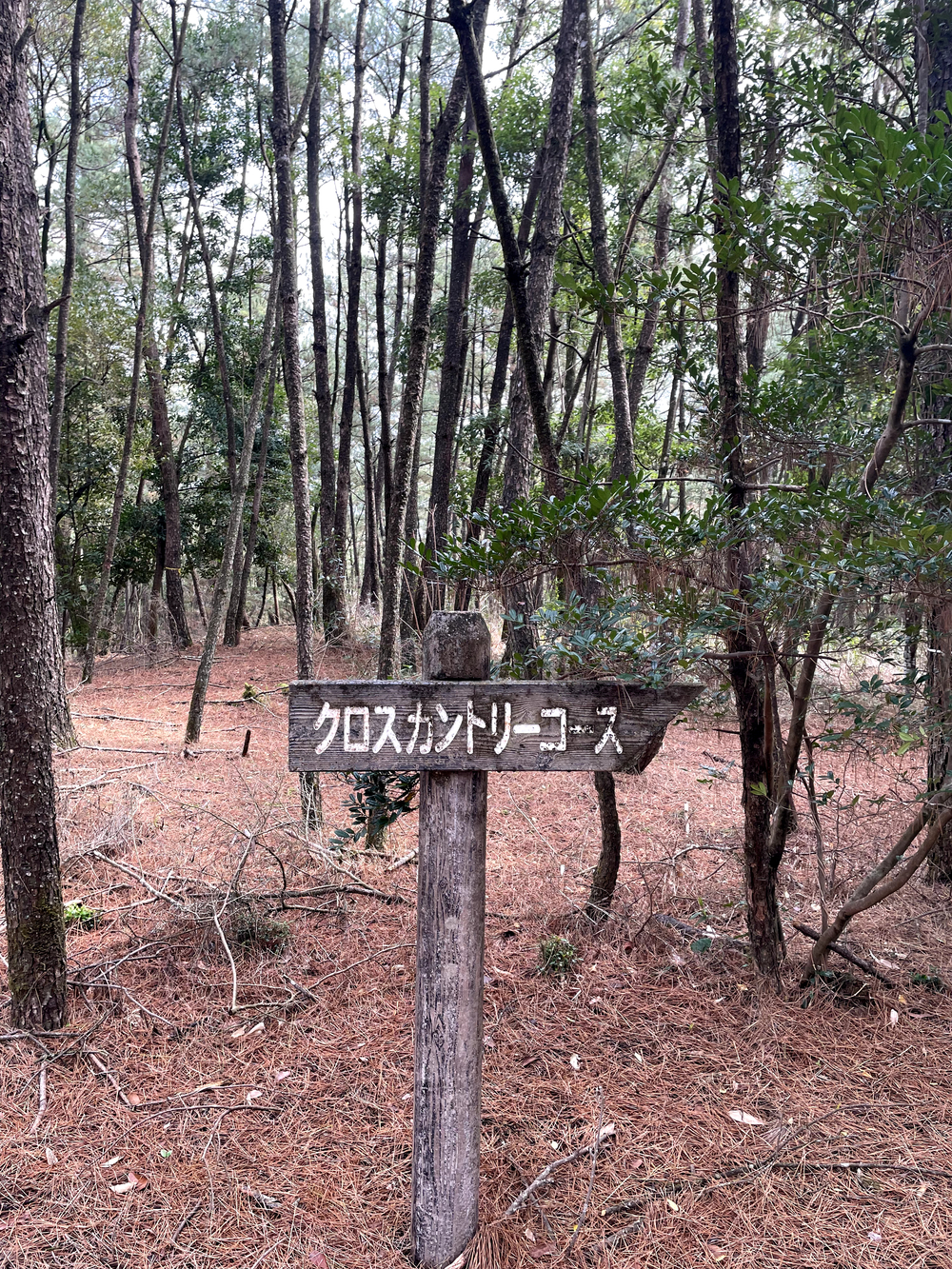 自然を満喫できて距離も自由に設定できる海岸沿いのコースの写真11