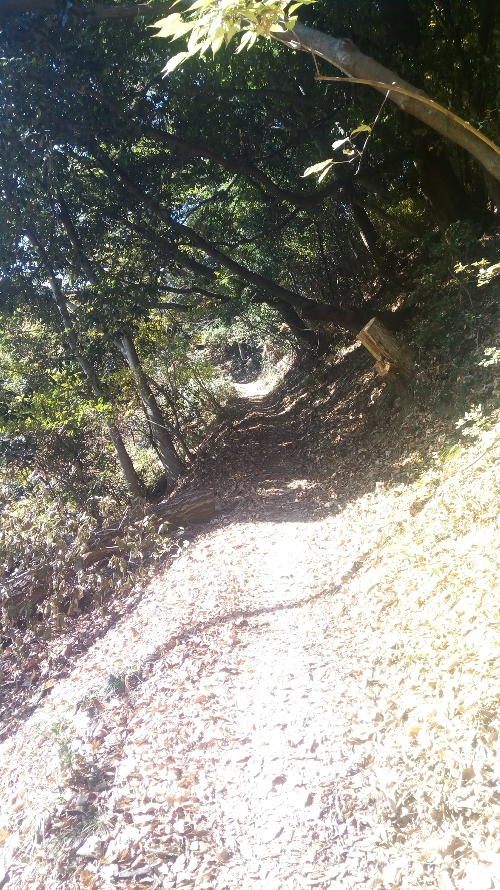 ユネスコ世界の記憶に登録された上野三碑を巡る高崎自然道の写真5