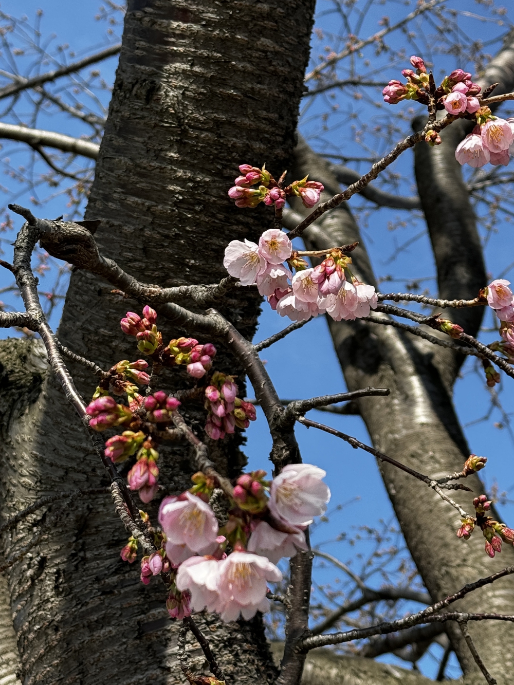 彩湖と戸田公園を中心に荒川左岸を21キロ　下笹目バス停〜川口駅の写真11