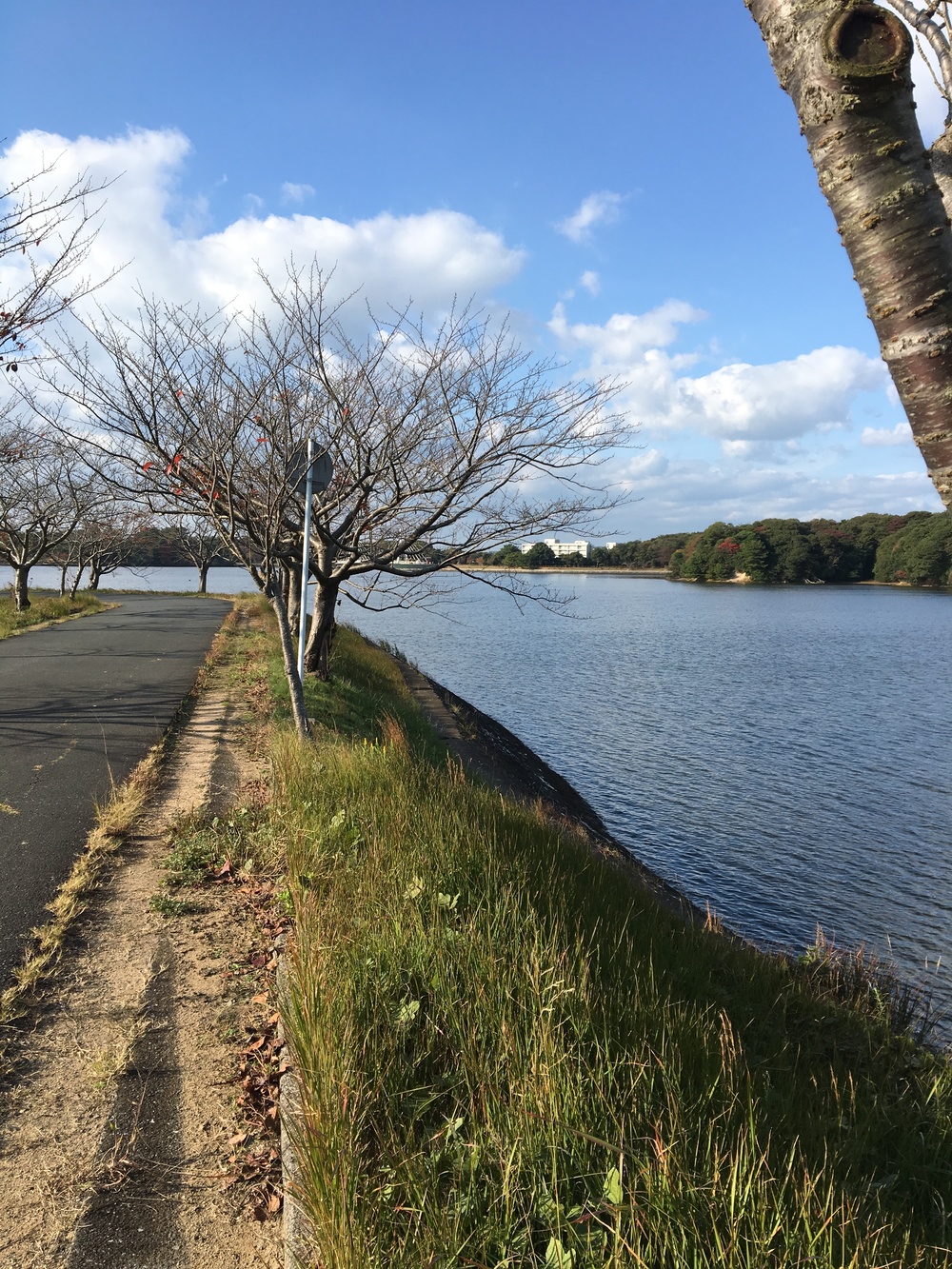 美しい湖畔、緑と花とアートの中を走るの写真3