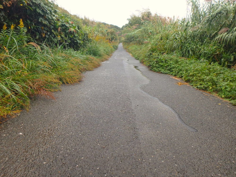 猫パラダイス！相島1周コース（6km）の写真4