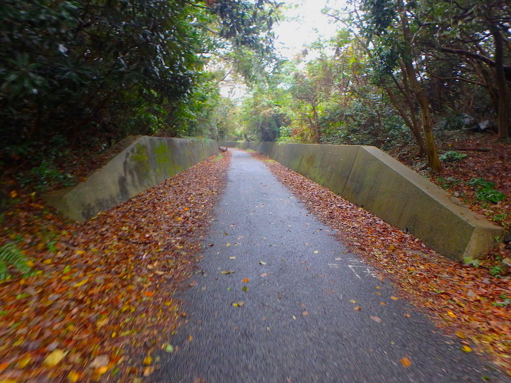 猫パラダイス！相島1周コース（6km）の写真5