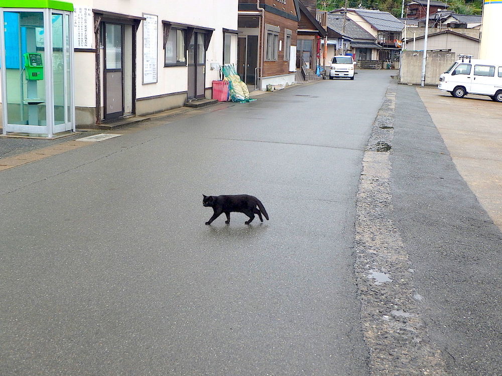 猫パラダイス！相島1周コース（6km）の写真7