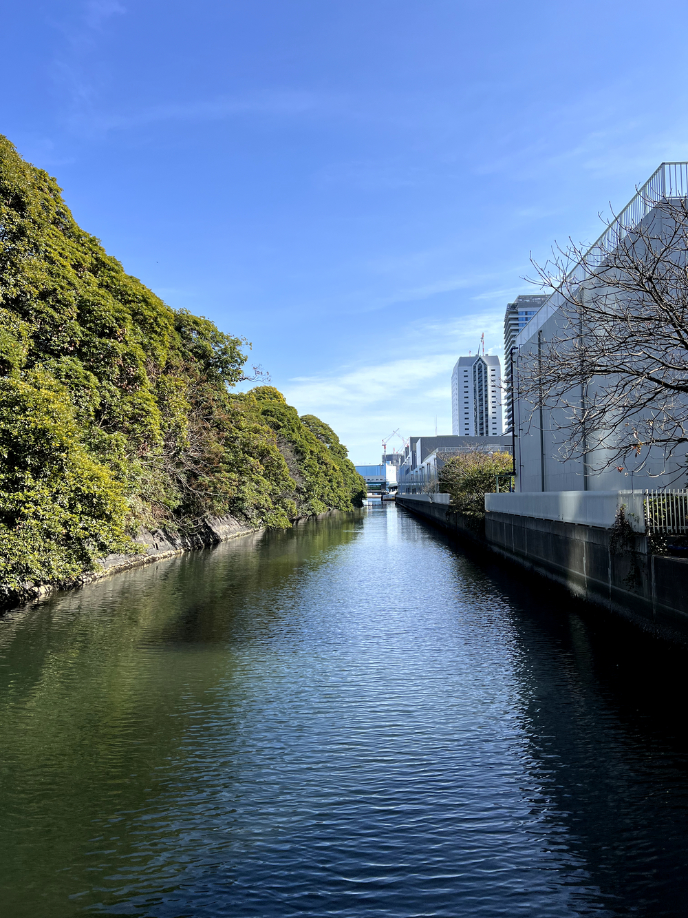 レインボーブリッジ〜豊洲市場周回の写真16