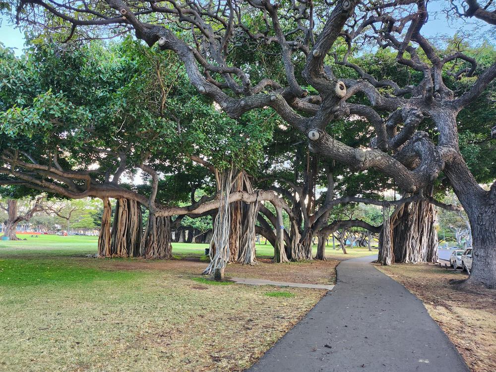 ワイキキビーチ沿いからカピオラニ公園を巡る約5.5kmの朝ジョギングの写真4