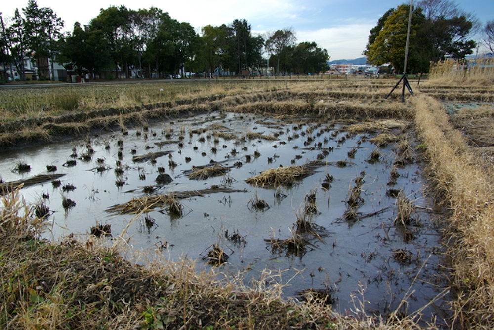 登呂遺跡コースの写真3