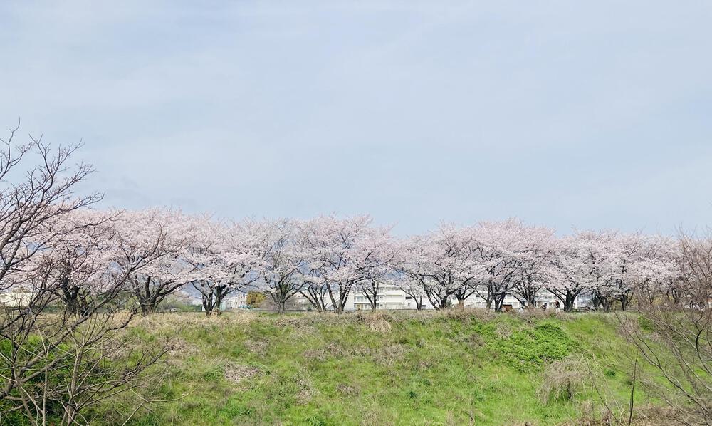 武庫川🌸桜の回廊&ラン🌸の写真3