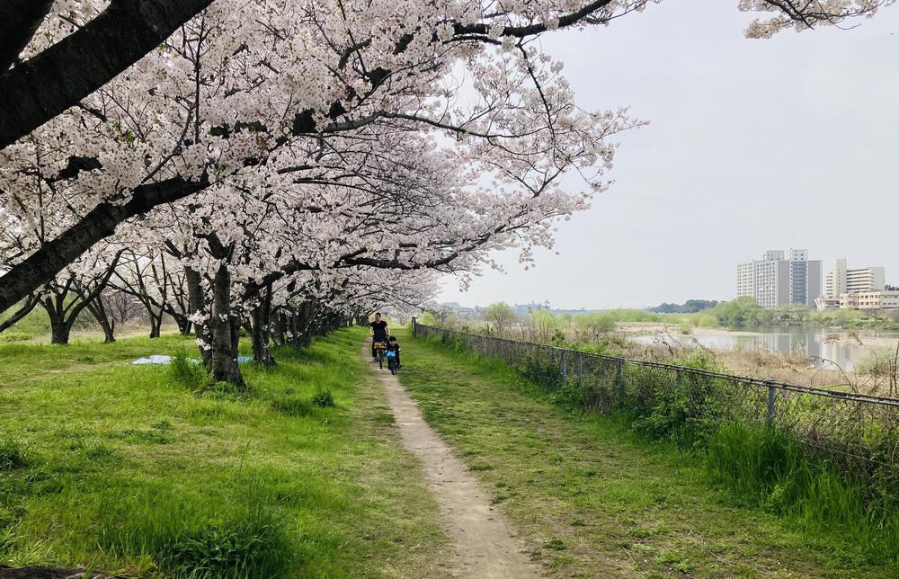 武庫川🌸桜の回廊&ラン🌸の写真4