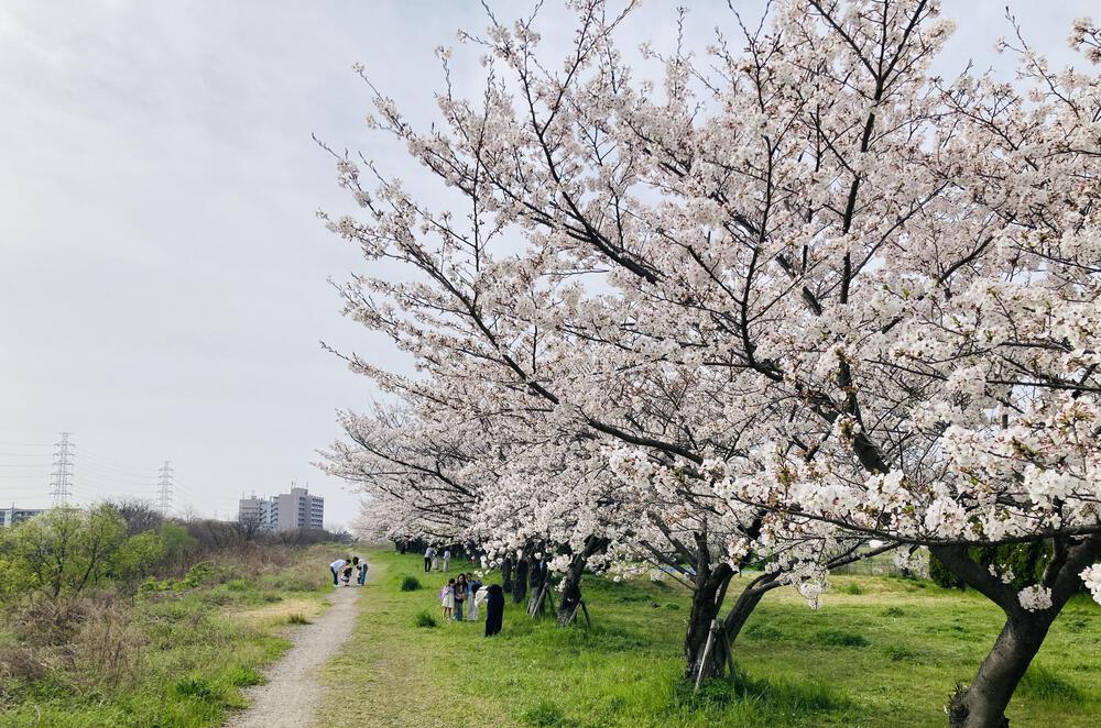 武庫川🌸桜の回廊&ラン🌸の写真5