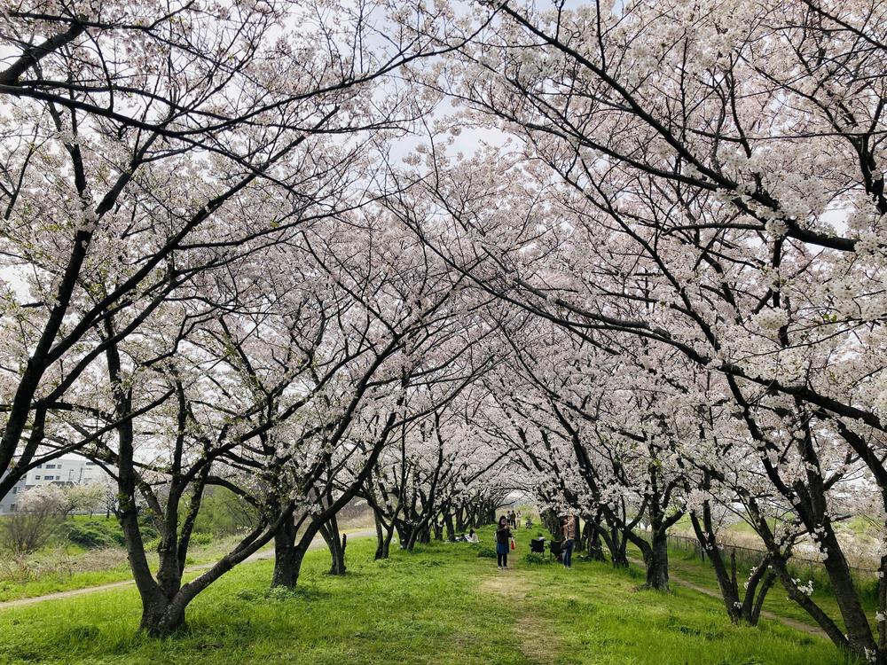 武庫川🌸桜の回廊&ラン🌸の写真6