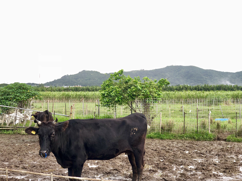 エメラルドグリーンの海を見下ろす、モーニング激坂ランの写真5