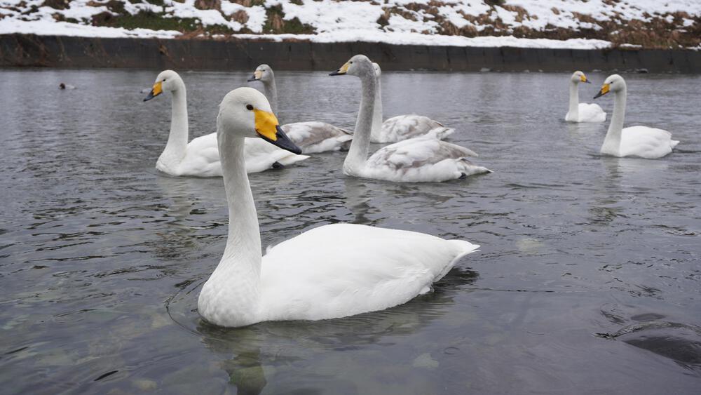 【冬の新潟、動画あり】白鳥の群れに会いに行く１５キロ、そして八木ヶ鼻の絶景を眺めながらの露天風呂で昇天確実の写真3