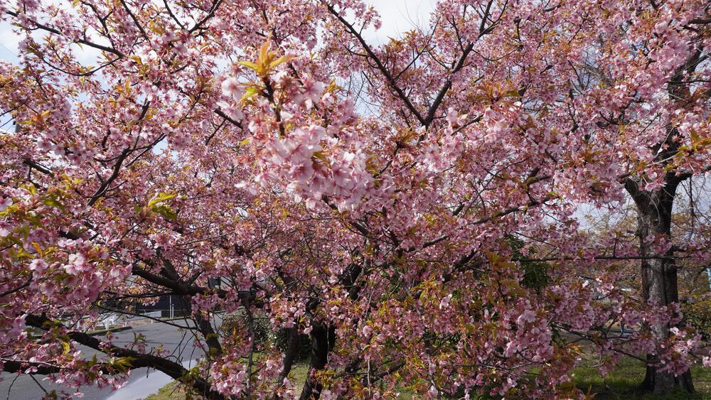 【倉敷、動画あり】早咲きフライングゲットの川津桜を眺めながら数キロ爆走の写真3