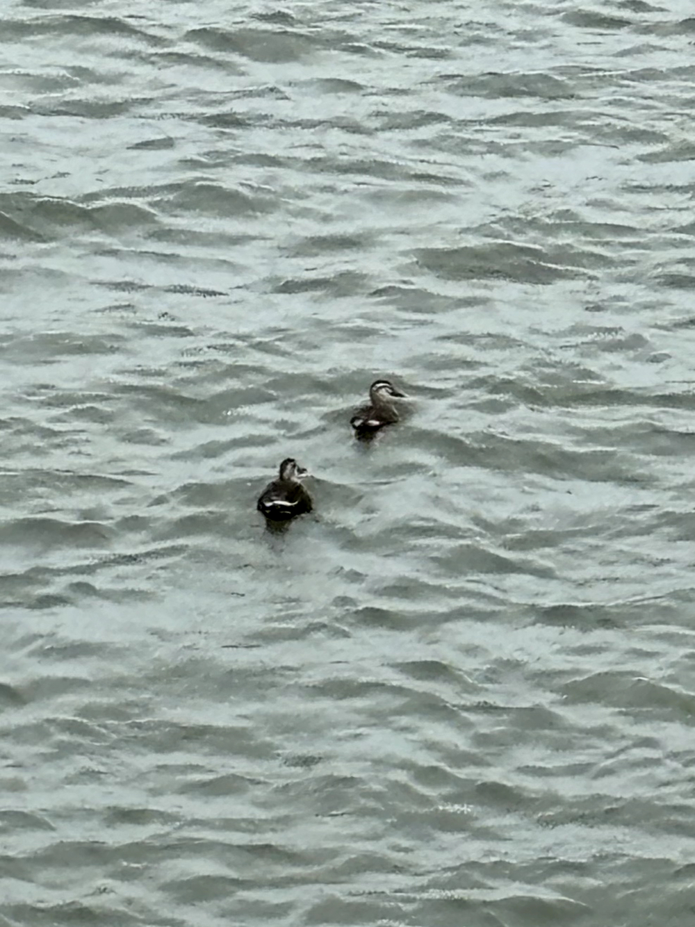 歌川広重と共にRUN 金沢の写真3