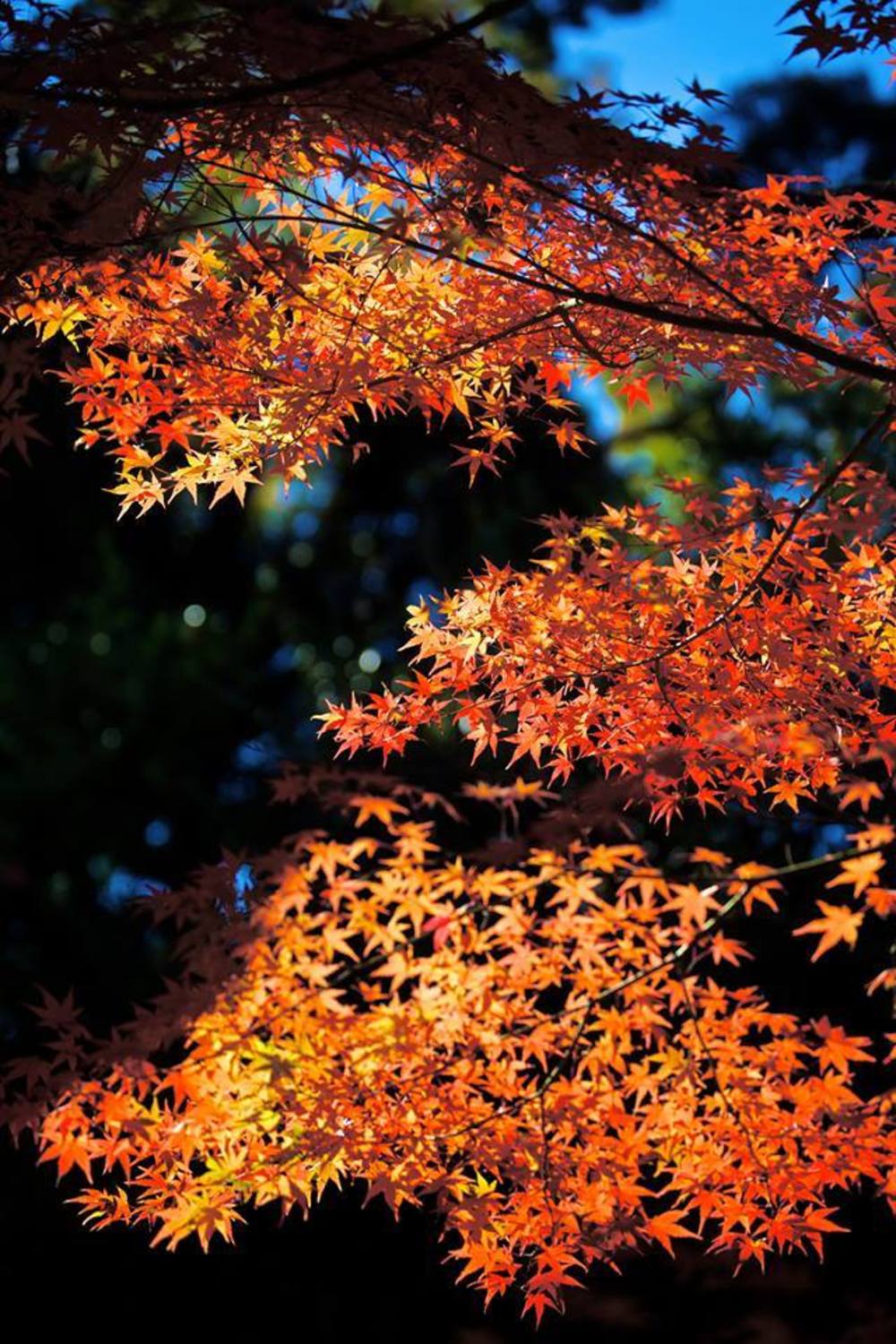 京都の新スポット・将軍塚青龍殿への道の写真8