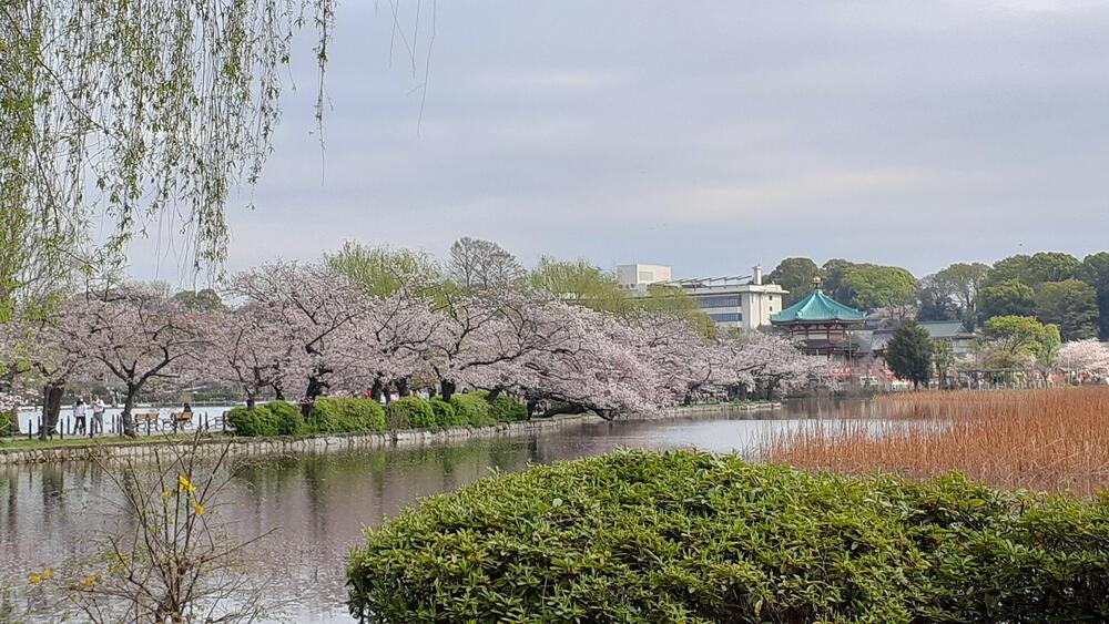 【東京の桜、動画あり】上野公園は不忍池の桜並木で桜中毒ランニングの写真3