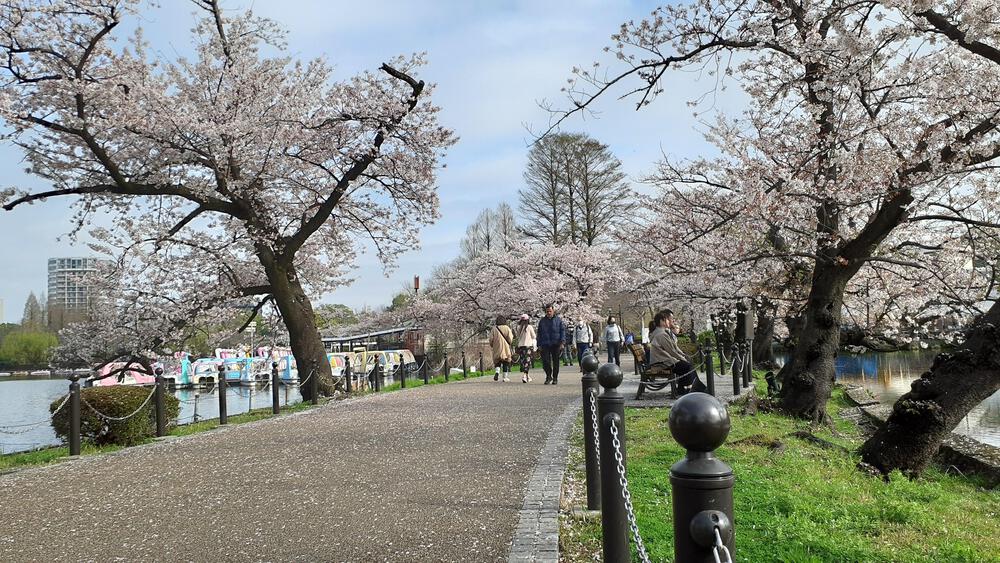 【東京の桜、動画あり】上野公園は不忍池の桜並木で桜中毒ランニングの写真4