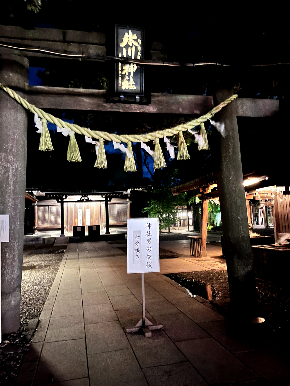 小江戸川越💫夜桜🌸ララ♪ランの写真5