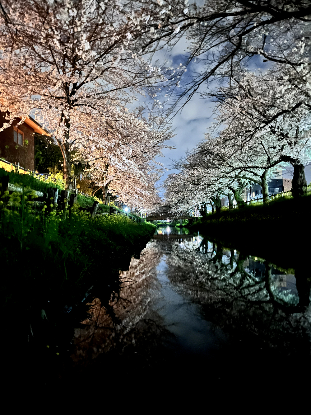 小江戸川越💫夜桜🌸ララ♪ランの写真6