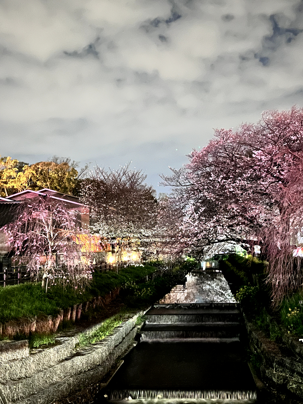 小江戸川越💫夜桜🌸ララ♪ランの写真7