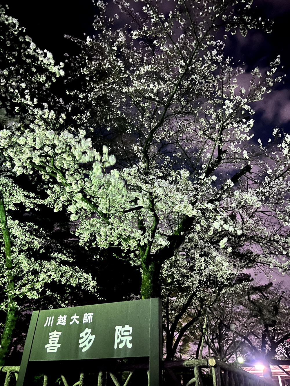 小江戸川越💫夜桜🌸ララ♪ランの写真8