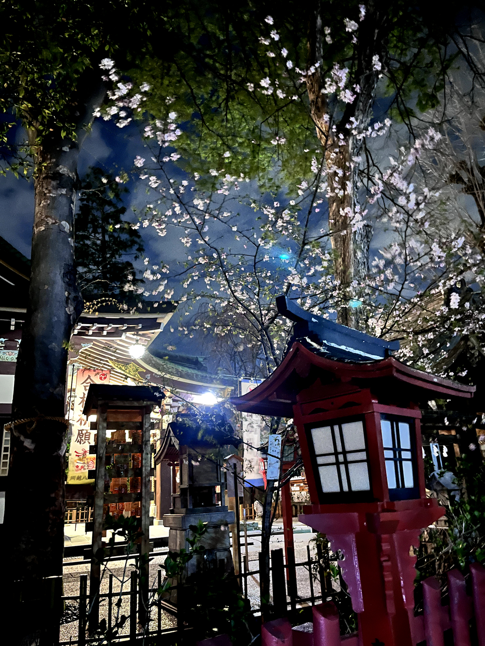 小江戸川越💫夜桜🌸ララ♪ランの写真11