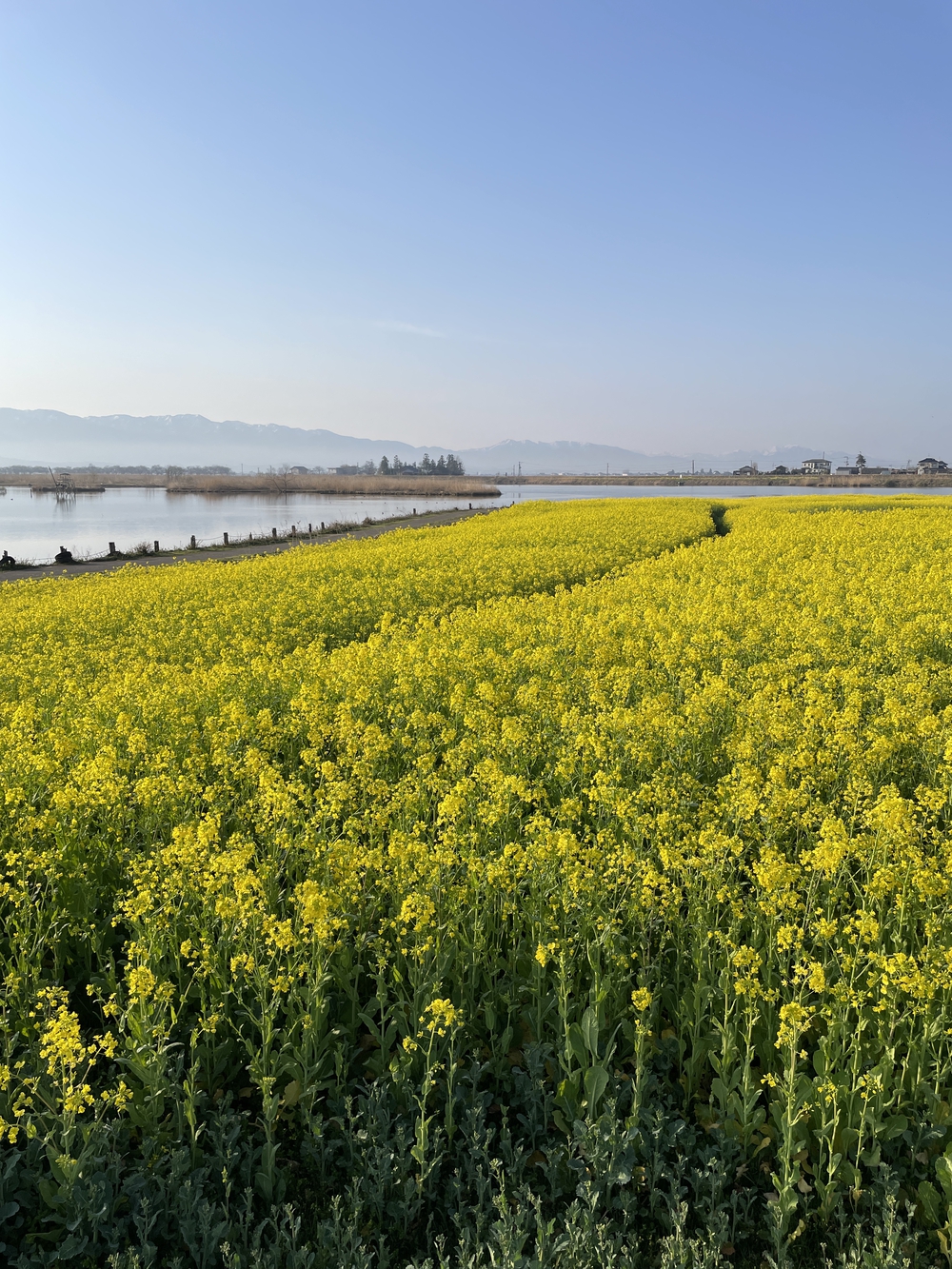 自然と共生する福島潟の息吹の写真4
