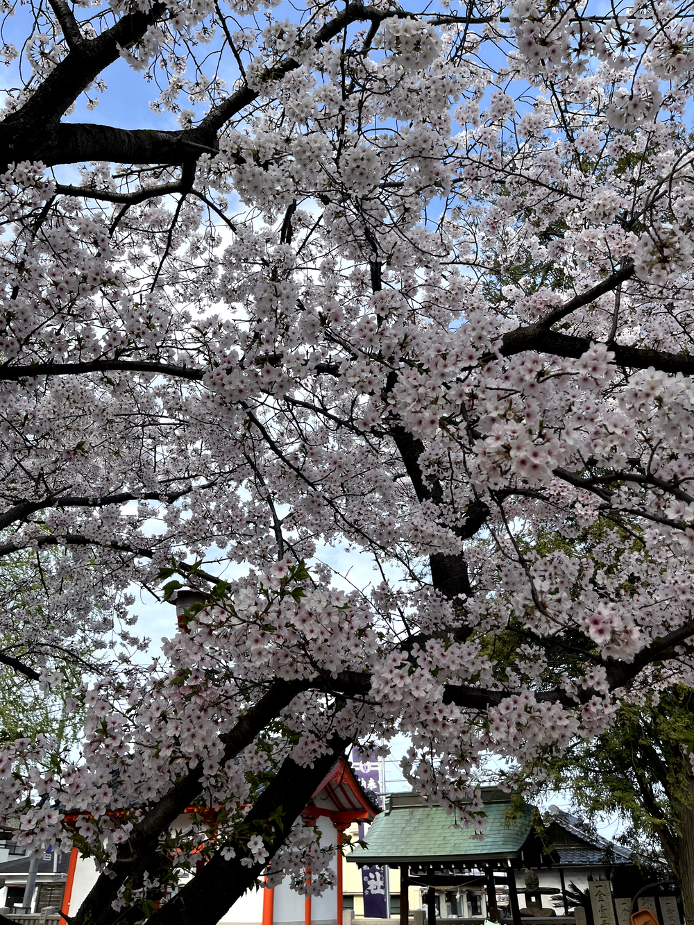 桜観賞（旭川河口〜後楽園）の写真3