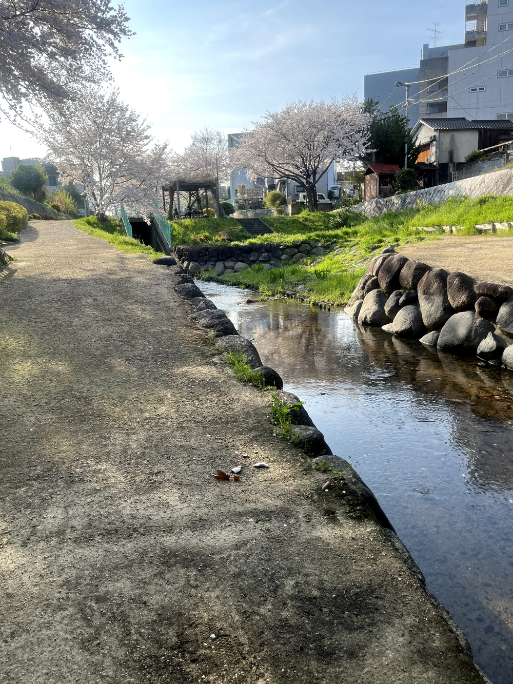 桜観賞（旭川河口〜後楽園）の写真4