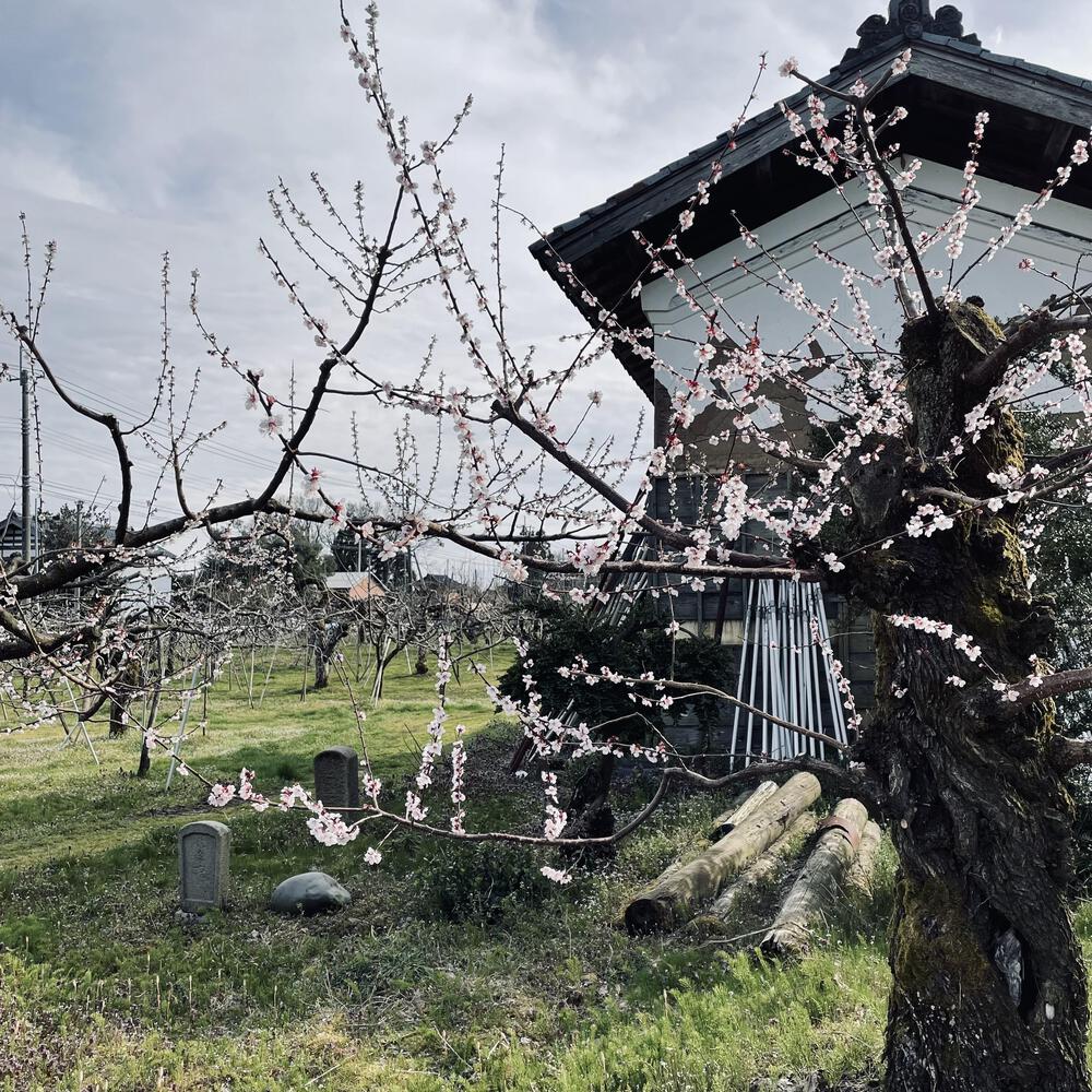 かぼちゃ電車に会いにジョグる10キロ弱の写真18