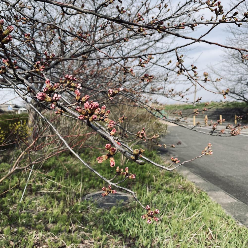 かぼちゃ電車に会いにジョグる10キロ弱の写真29