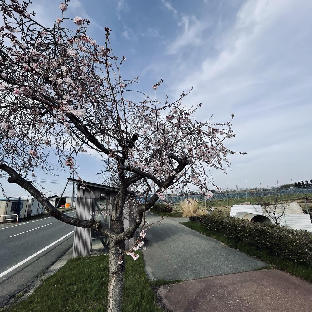 かぼちゃ電車に会いにジョグる10キロ弱の写真35