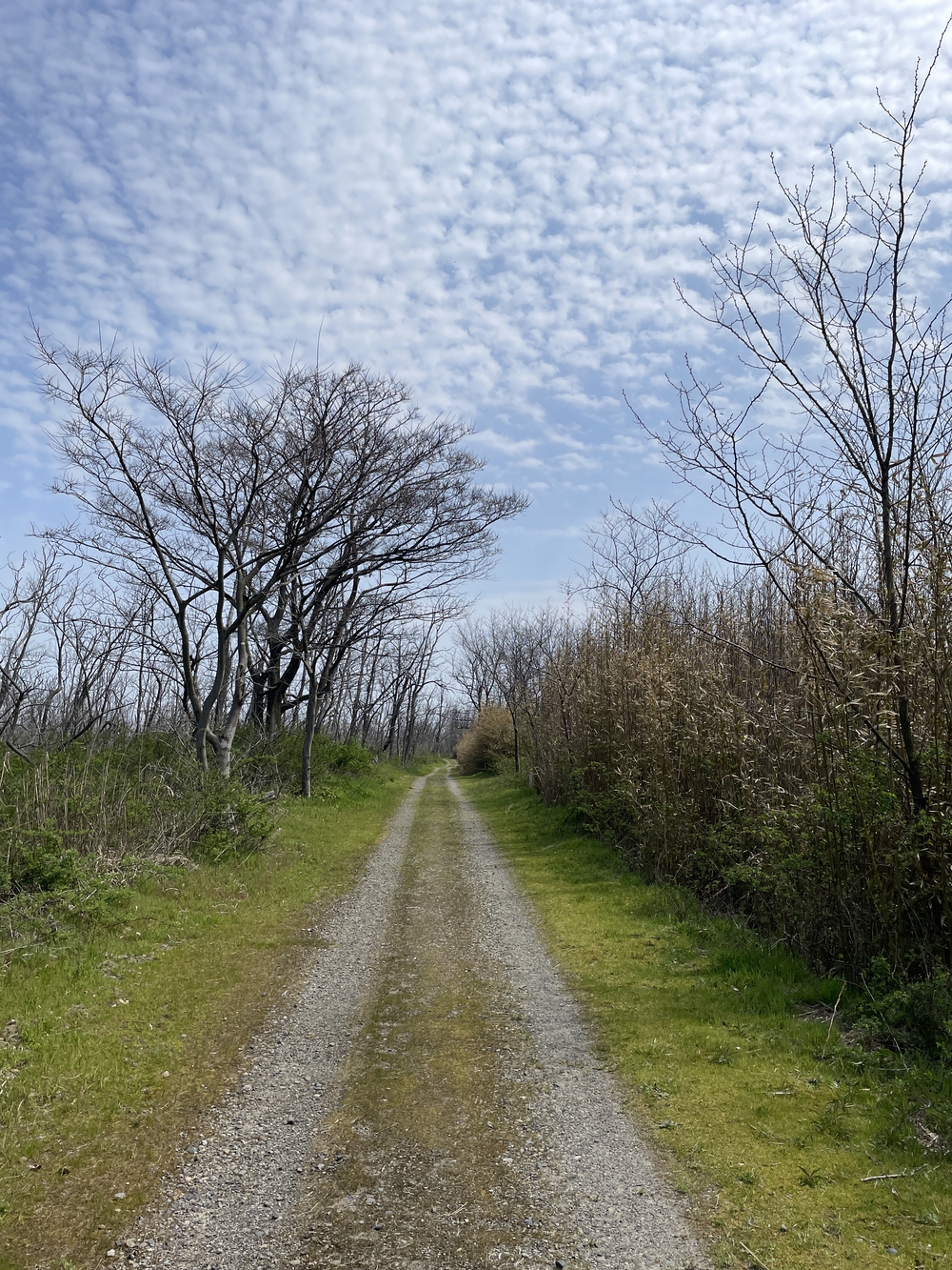 潮風に包まれる日本海沿いの10キロランの写真5