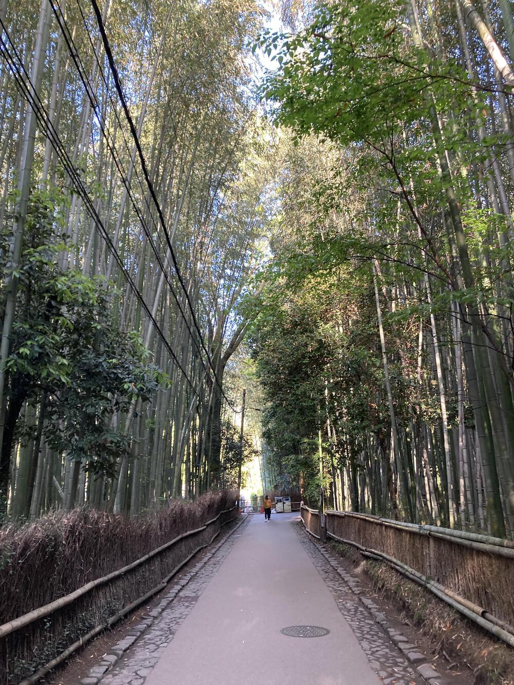早起きは三文の徳♪京都きぬかけの路（嵐山～金閣寺～北野白梅町）の写真3