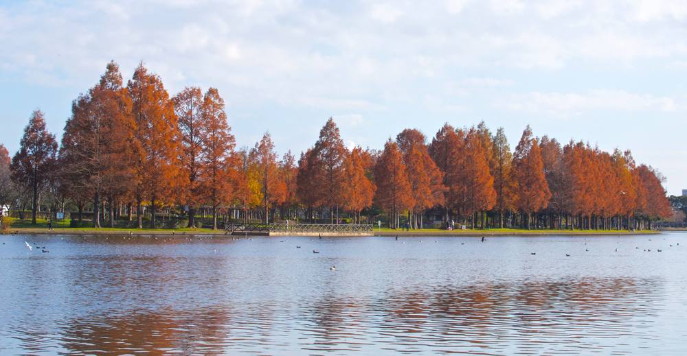 メタセコイアに見とれる水元公園の写真3
