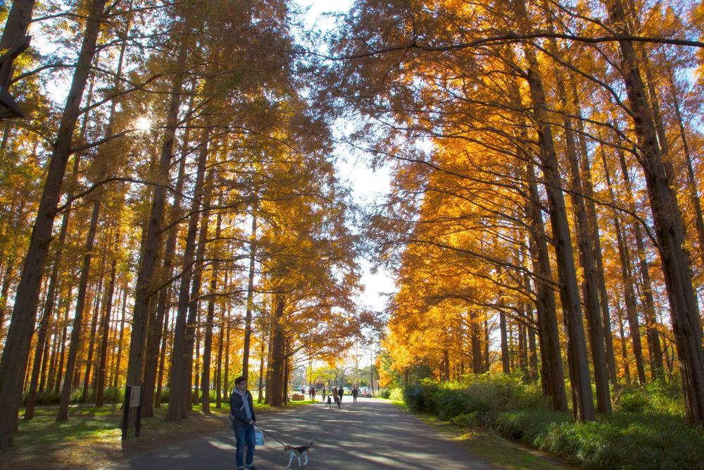 メタセコイアに見とれる水元公園の写真4