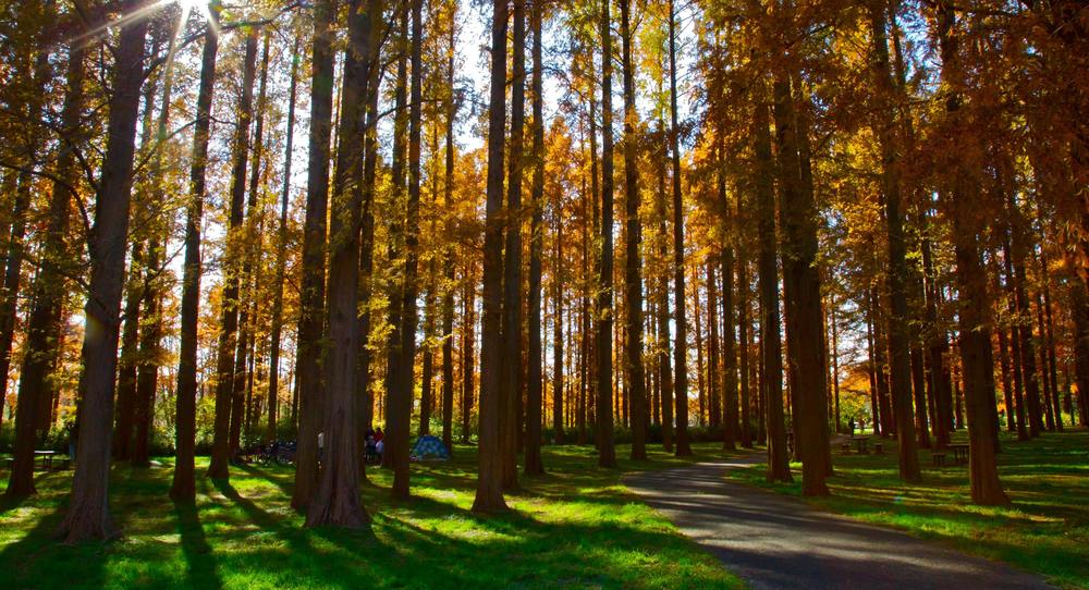 メタセコイアに見とれる水元公園の写真5