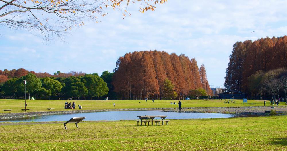 メタセコイアに見とれる水元公園の写真6