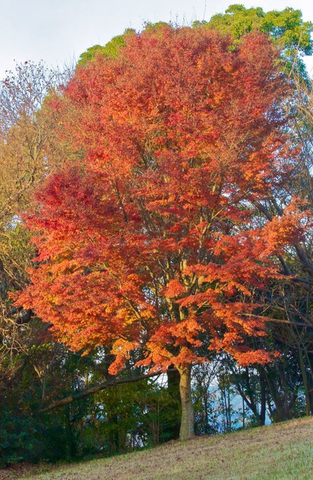 鏡山から見下ろす玄界灘と唐津城の写真6