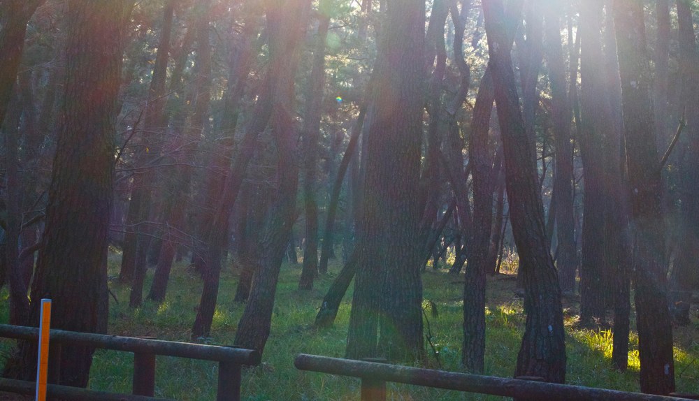 徒然なるままに虹の松原の写真6