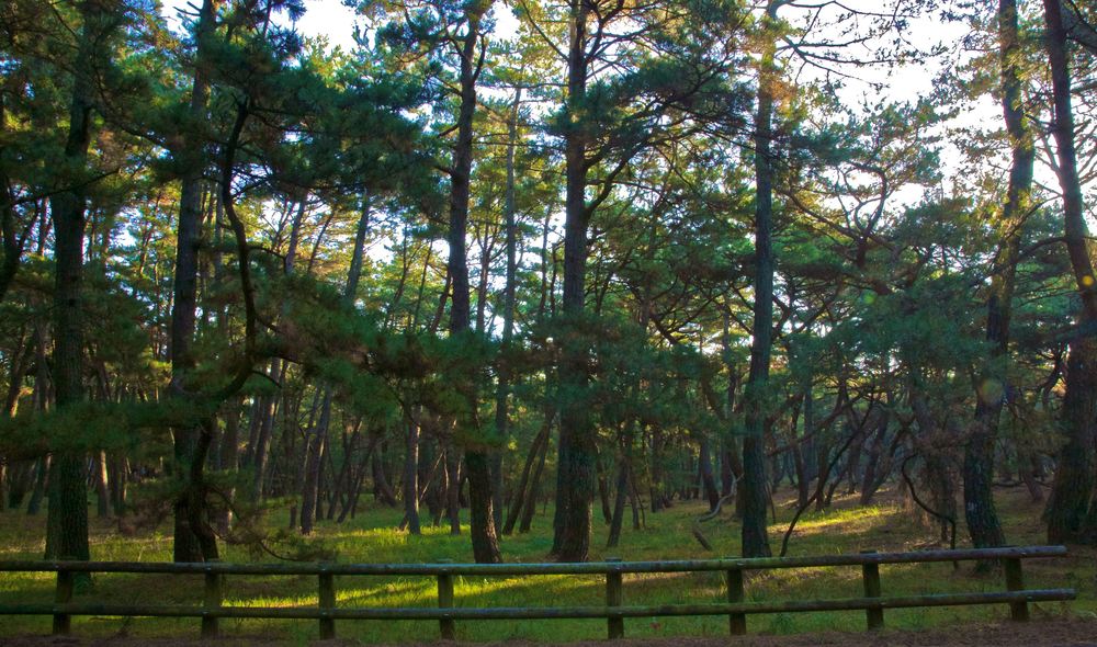 徒然なるままに虹の松原の写真8