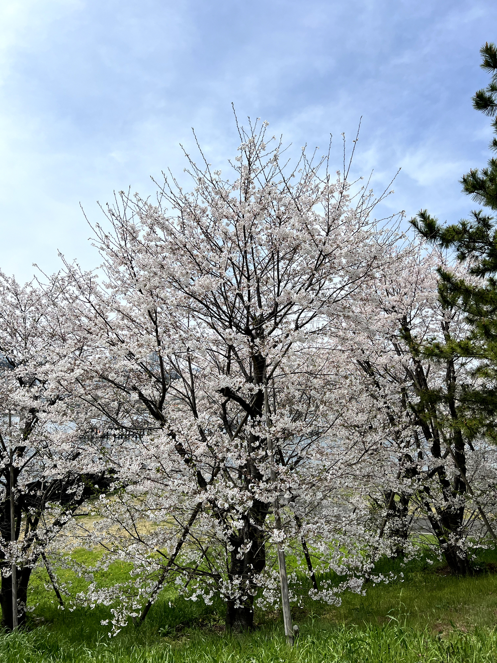 東京ゲートブリッジ〜アクアティクスセンター往復の写真5