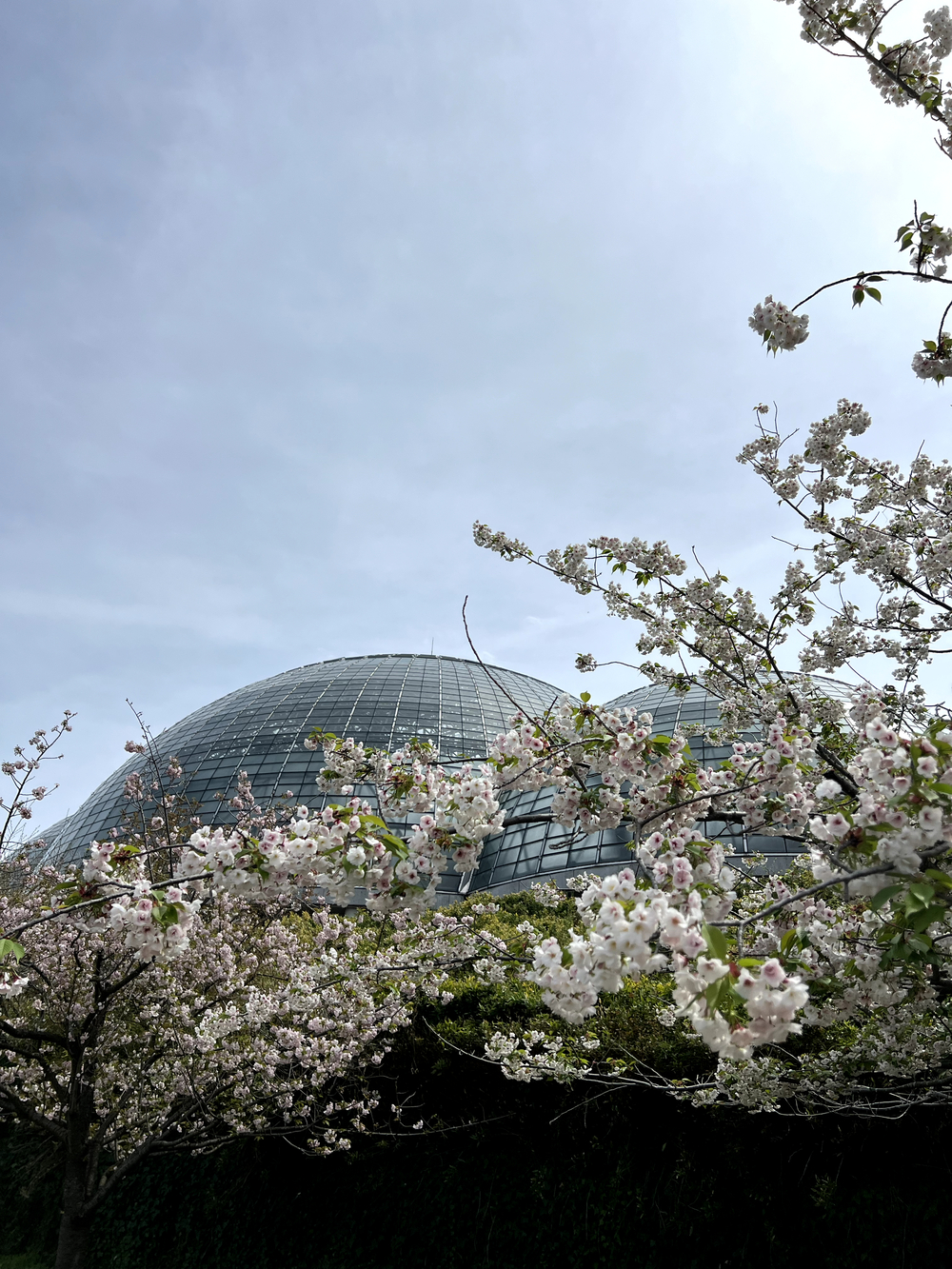 東京ゲートブリッジ〜アクアティクスセンター往復の写真9