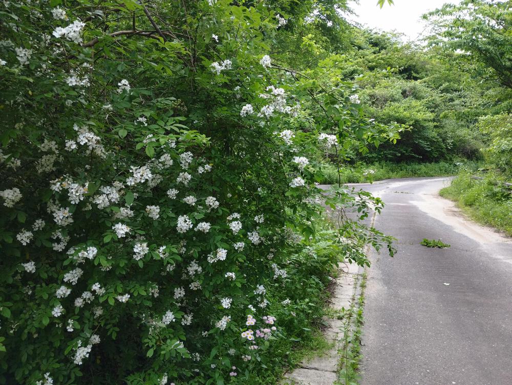 小山ダム湖周遊舗装路ルートの写真6
