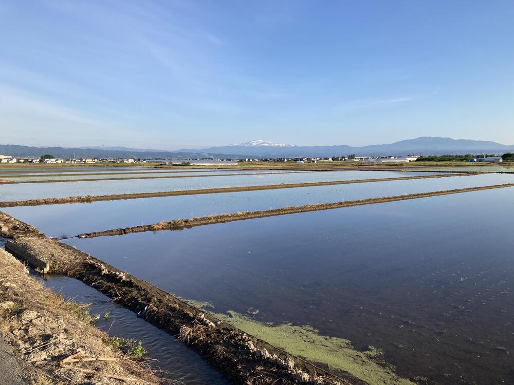 見渡すかぎりの畦道を走る♪山形市馬見ヶ崎川の写真5