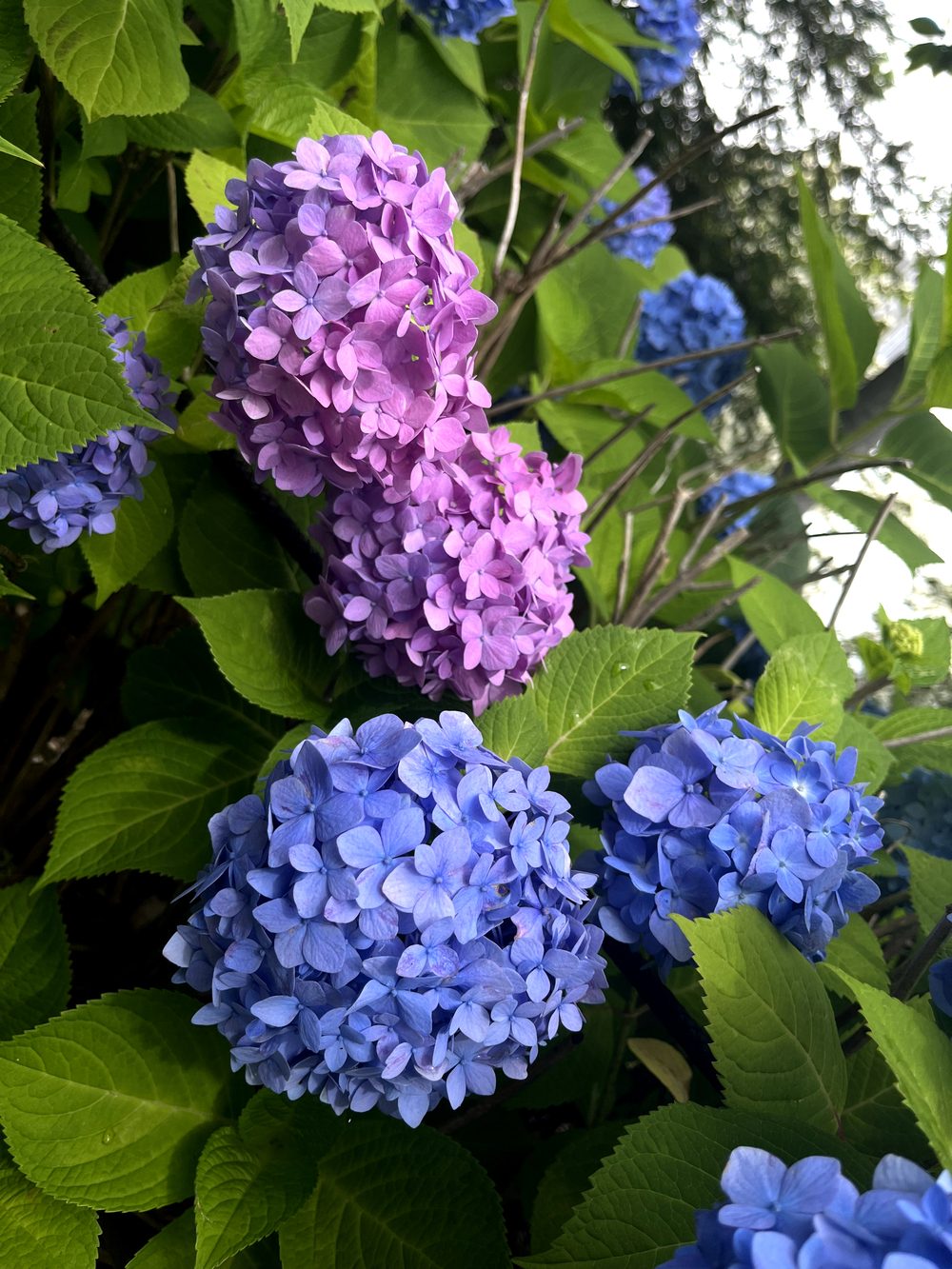 お台場〜東京ビックサイトの写真4