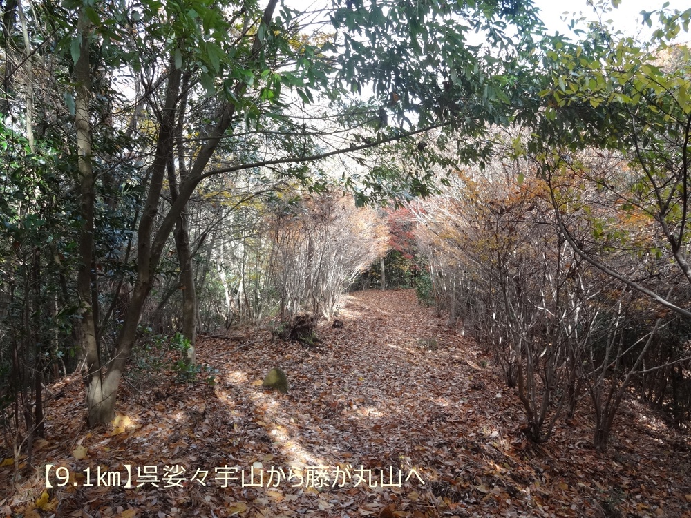 【トレイル22㎞】呉娑々宇山を巡る周回トレイル！の写真9
